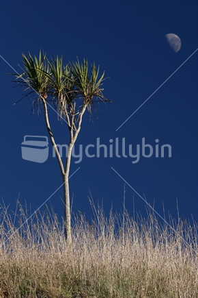 A cabbage tree stands in a paddock in Hawkes Bay, overlooked by the moon.