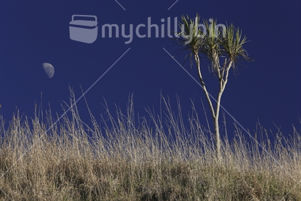 A cabbage tree stands in a paddock, alongside the moon,  in Hawkes Bay.
