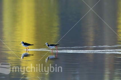 Pied Stilts walk through shallow water in southern Hawkes Bay
