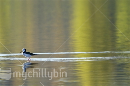 A Pied Stilt walks through shallow water in southern Hawkes Bay