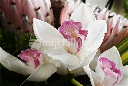Beautiful pink and white orchids with pink protea in background