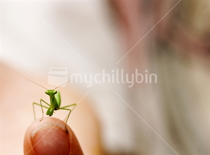 Praying mantis on a child''''s little finger