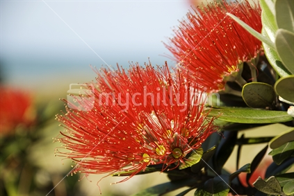 NZ native Pohutukawa Flower