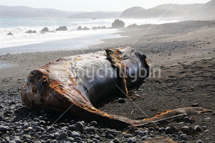 Humpback whale beached on Pencarrow Head, Wellington, New Zealand.