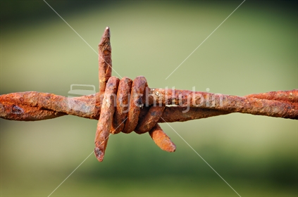 Rusted fencing wire