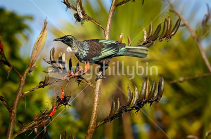 Tui Perched On Flax