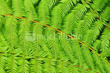 Bright green ferns