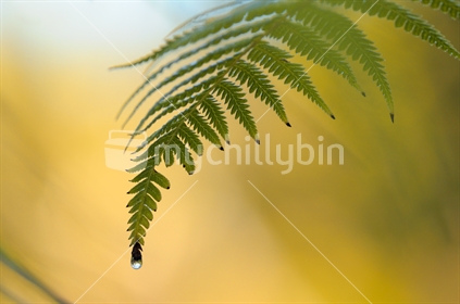 A droplet of water hangs from the tip of a fern leaf