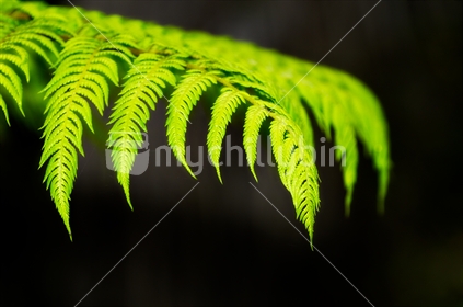 NZ fern close up