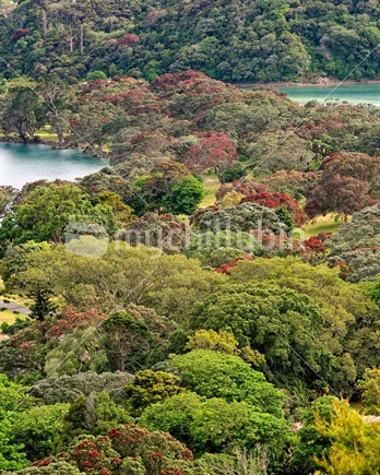 Elevated view of Pohutukawa trees in mass bloom