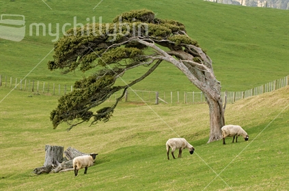 Sheep grazing under a wind swept tree