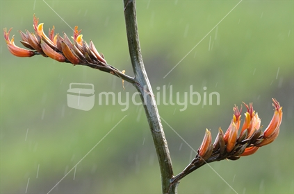 Harakeke flax in flower, in the rain