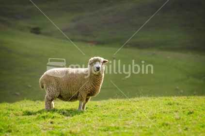 Lone sheep standing on farm ridge line, New Zealand