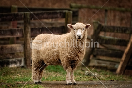Lone full fleeced sheep standing in fenced 