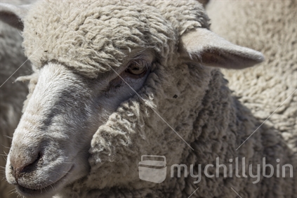 Closeup sheep