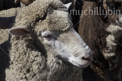 Closeup sheep