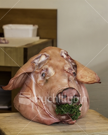 Pig head