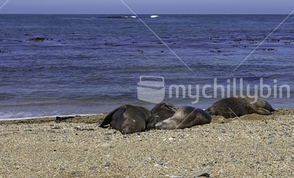 Seals resting on beach