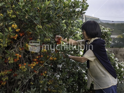Berry Inspection by Asian Woman
