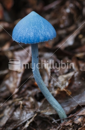 New Zealands Favourite Fungus, 
Entoloma hochstetteri, blue mushroom