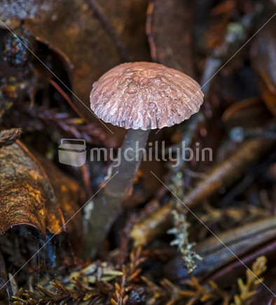 Humidicutis rosella, pink mushroom
