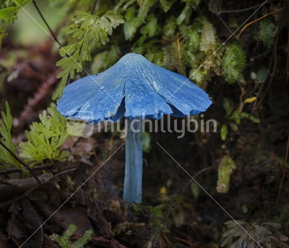 Entoloma hochstetteri, blue mushroom