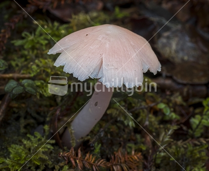  Humidicutis rosella, pink mushroom