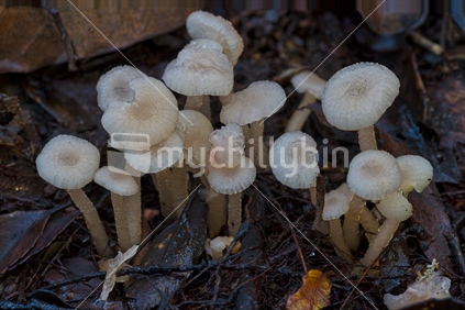 Gliophotus lilacipes, tiny mushrooms