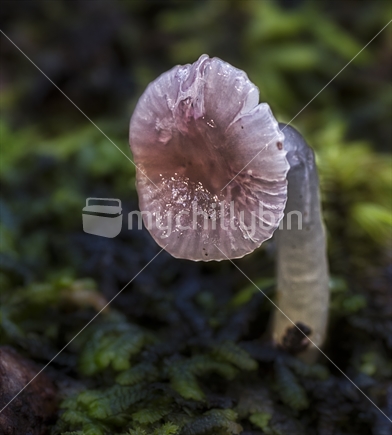  Gliophorus lilacipes, pink mushroom