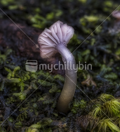  Gliophotus lilacipes, pink mushroom
