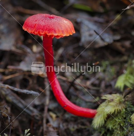 Hycrocybe cerinolutea, Red mushroom