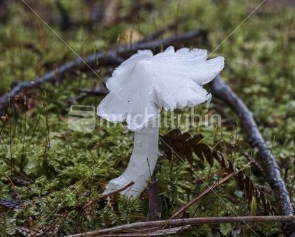 Humidicutis mavis, White mushroom