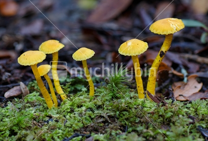 Group of tiny yellow fungi on the forest floor