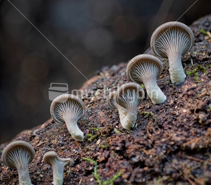 Looking up at group of small fungi
