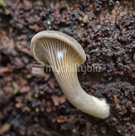 Single  fungi