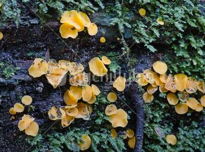 Yellow fungi on log