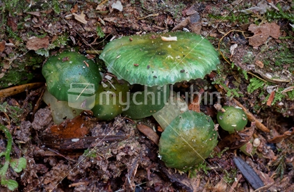 Tiny green fungi