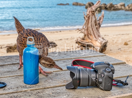 Bark Bay, weka, Abel Tasman National Park, table, camera, water bottle, curios, bird