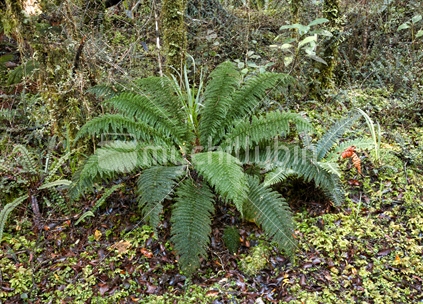 Prince of Wales Feathers Fern