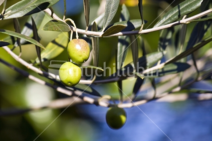 Autumn harvest, olives
