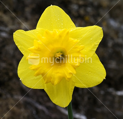 Rain on daffodil