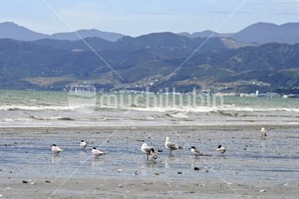 Birds on a Nelson beach
