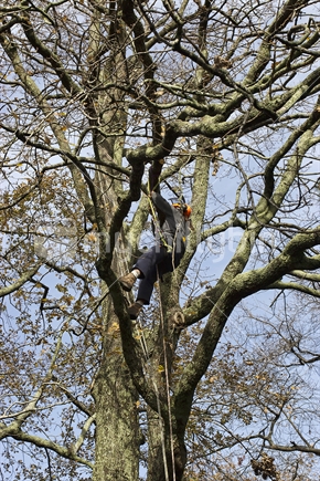 man in tree