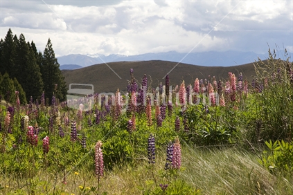 Lupines at Burke''s Pass