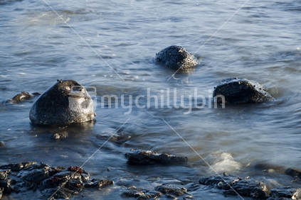 Rocks with limpets and barnacles in the early morning sun, in the swirling sea at Paihia, Bay of Islands, New Zealand