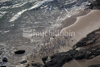 Aerial photo of a flock of seagulls at rest, on a sandy beach.