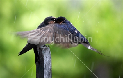 Baby swallow No.2. Mother hovering whilst feeding baby swallow balanced on a stick, in the rain. 