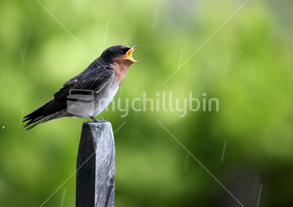 Baby swallow No.1. Squawking for his mother to find him and feed him.