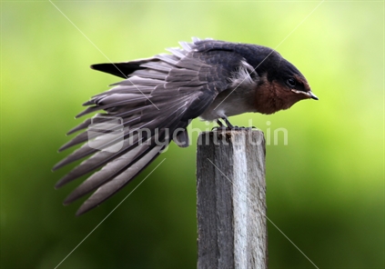 Baby swallow No.3.  Feeding over, now drying a wing whilst sitting on a stick.
