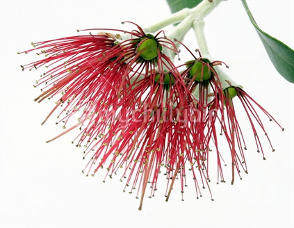 High key image of Pohutukawa flower